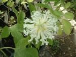 Passiflora incarnata \'Bill\'s Delight\'